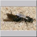 Oxybelus bipunctatus - Fliegenspiesswespe w32 5mm - Sandgrube Niedringhaussee.jpg